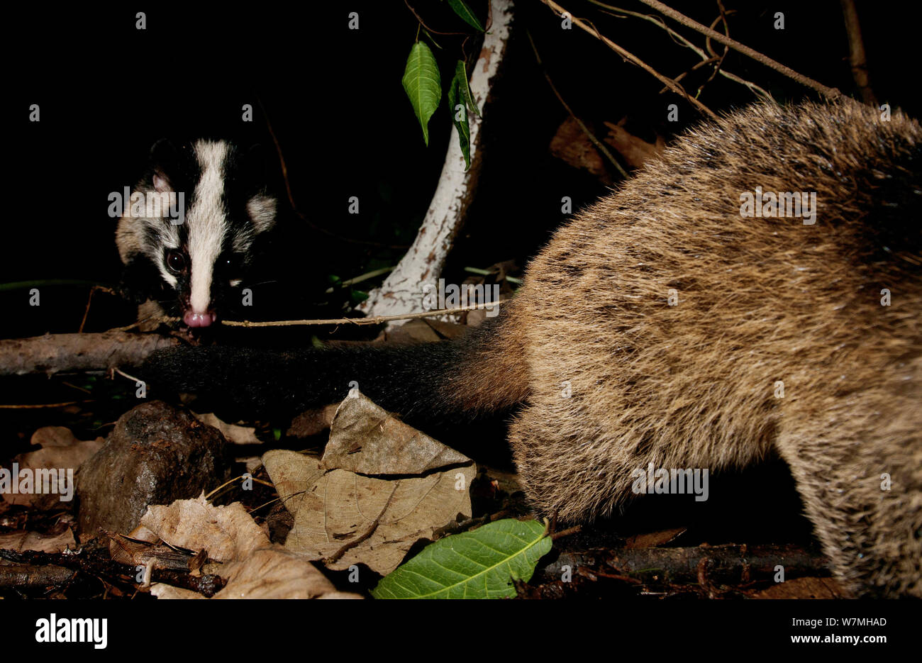 Masked palm civet (Paguma larvata) two on forest floor at night, Hainan Island, China. Captive. Stock Photo