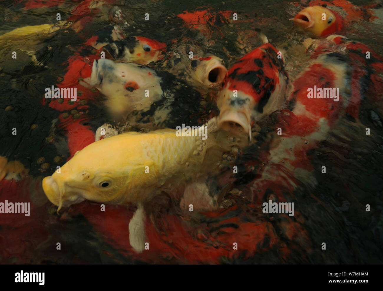 Variegated carp (Cyprinus carpio) group at the surface of pond, Beijing, China. Stock Photo