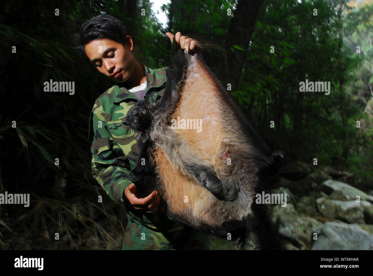 Patrol staff holding an injured Flying squirrel (Petaurista hainana) Bawangling National Nature Reserve, Hainan Island, China, January 2007. Stock Photo