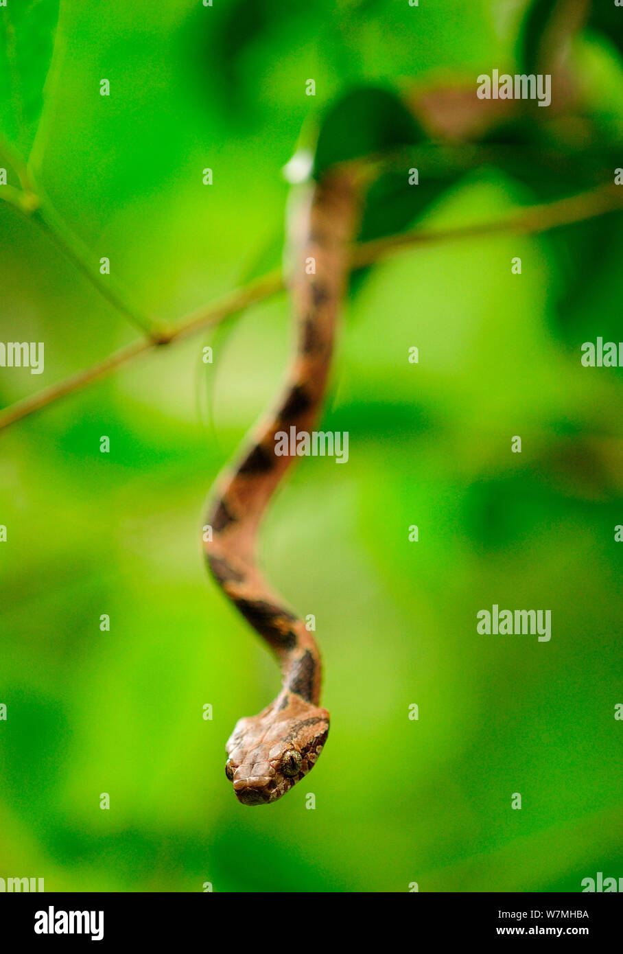 Big head snake (Boiga kraepelini) in tree dangling down from branch looking towards camera, Bawangling National Nature Reserve, Hainan Island, China. Stock Photo
