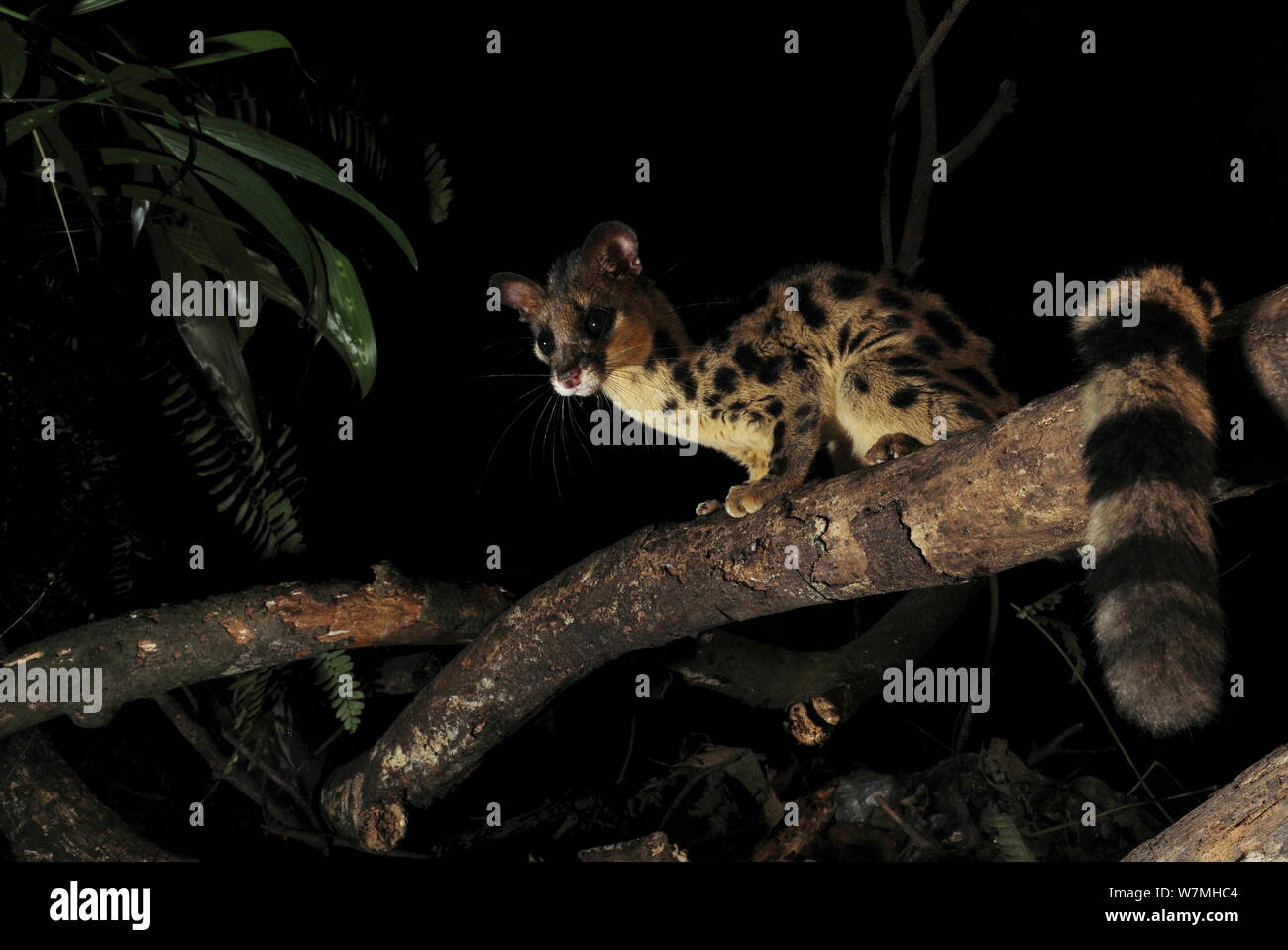 Spotted linsang (Prionodon pardicolor) sitting in tree, Hainan Province, China. Stock Photo