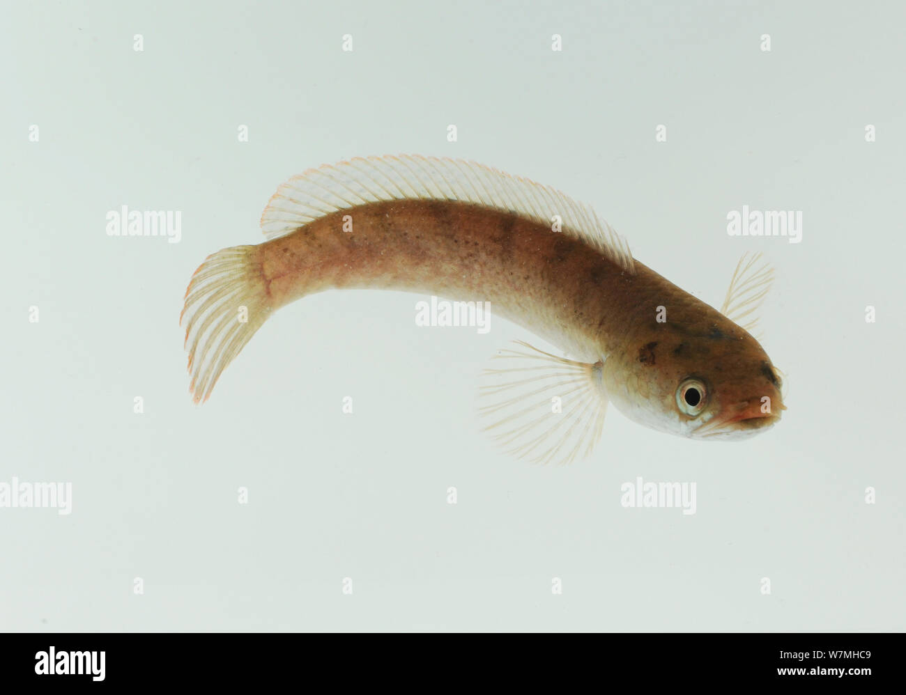 Dwarf snakehead (Channa gachua) photographed on white background in rainforest ecosystem,  Yinggeling National Nature Reserve, Hainan Island, China. Stock Photo