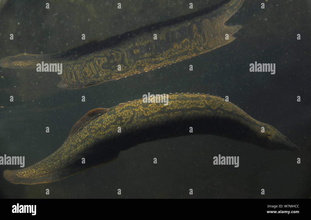 Tire track eel (Mastacembelus armatus) in rainforest ecosystem, Yinggeling National Nature Reserve, Hainan Island, China. Stock Photo