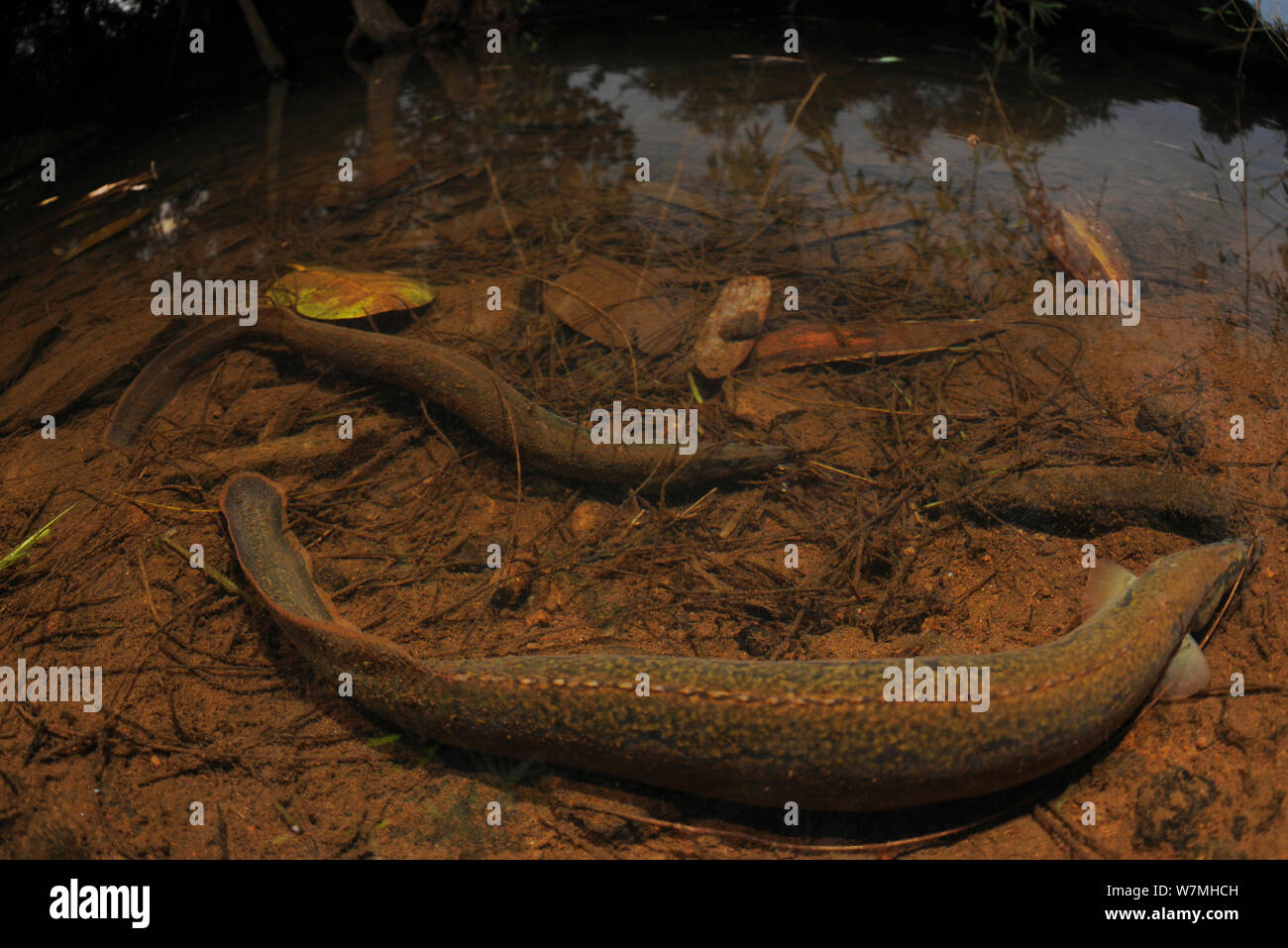 Tire track eel (Mastacembelus armatus) group  within rainforest ecosystem, Yinggeling National Nature Reserve, Hainan Island, China. Stock Photo