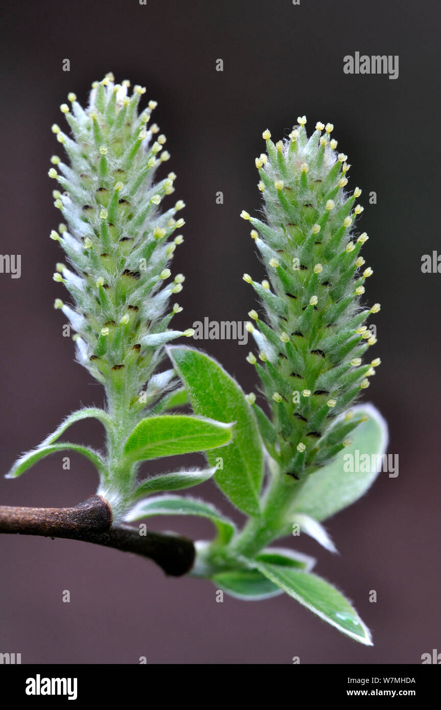 Female Grey willow tree (Salix cinerea) catkins, Dorset, UK, April