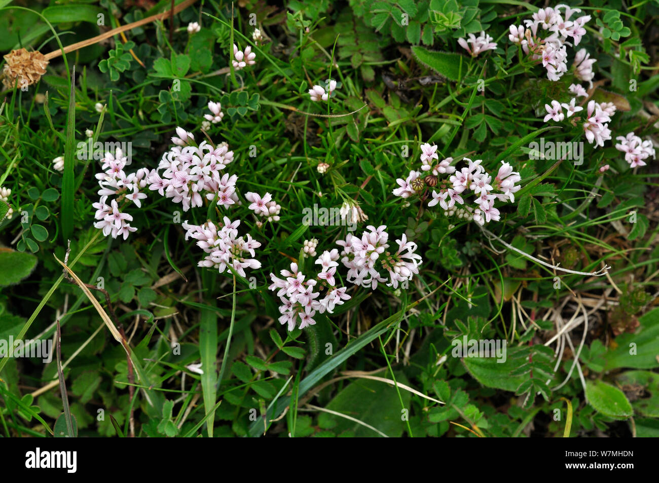 Squinancywort / Squincywort (Asperula cynanchica) flowering, Hod Hill, Dorset, UK, August Stock Photo