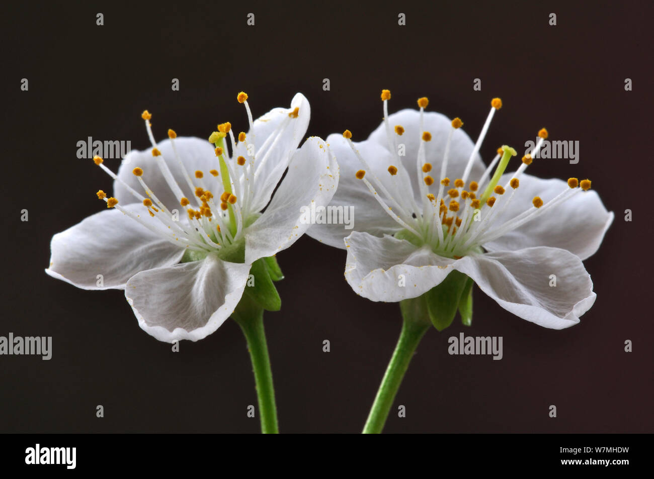 Prunus avium blossom cutout hires stock photography and images Alamy