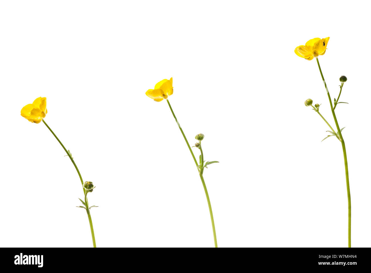 Buttercup (Ranunculus acris) flowers, composite image, grassland, Optevoz, Isere, Rhones-Alpes, France, April. meetyourneighbours.net project Stock Photo