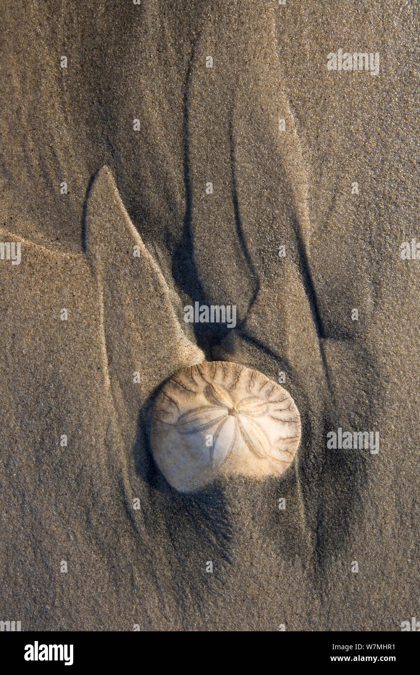 Sand Dollar (Echinarachnius parma) on beach sand. San Quintin, Baja California, Mexico, April. Stock Photo