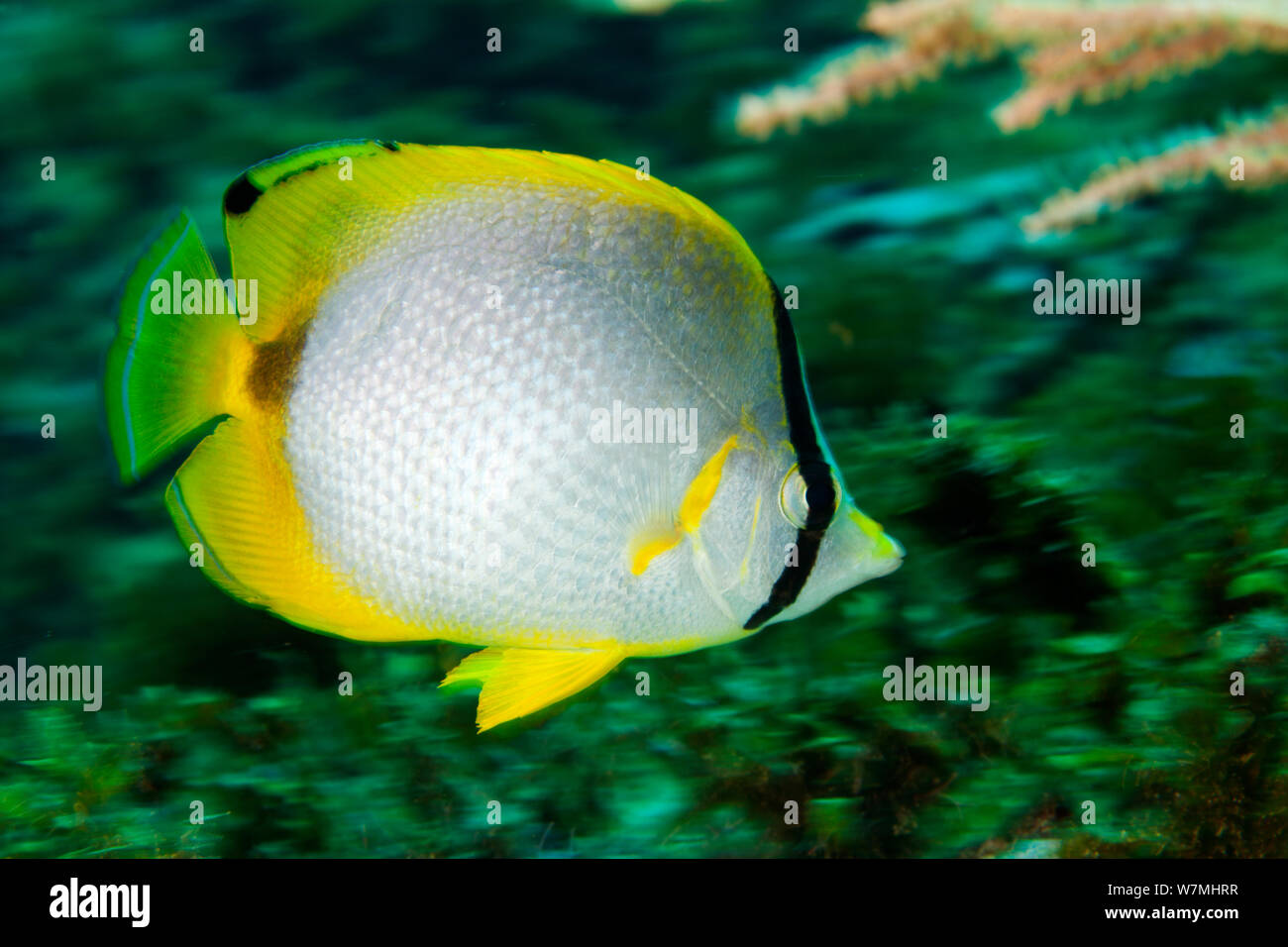 Butterflyfish Caribbean Stock Photos Butterflyfish