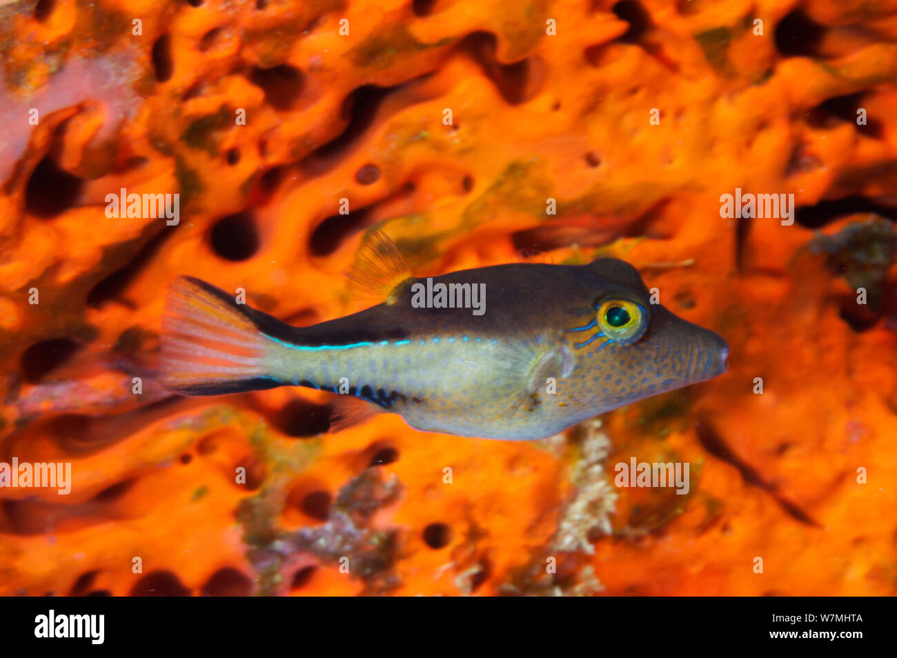 Sharpnose Pufferfish (Canthigaster rostrata). Cancun National Park, Caribbean Sea, Mexico. Stock Photo
