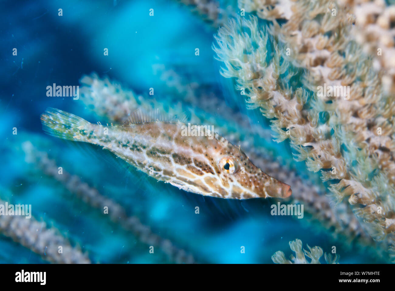 Slender Filefish (Monacanthus tuckeri) juvenile camouflaged among coral. Cancun National Park, Caribbean Sea, Mexico. Stock Photo