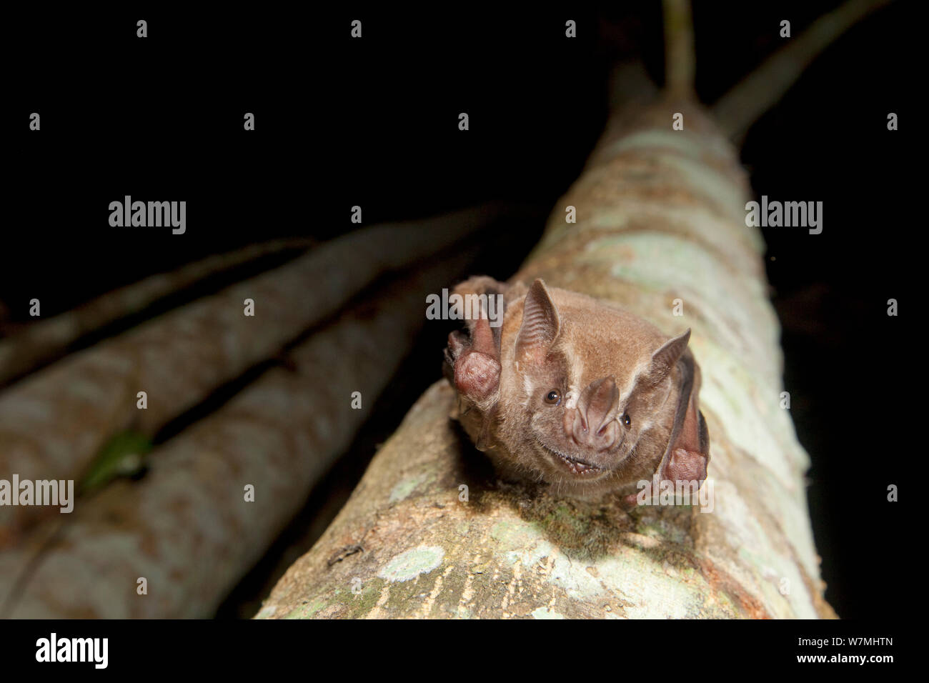 Great Fruit-eating Bat (Artibeus lituratus) roosting on trunk. Maria Madre Island, Islas Marias Biosphere Reserve, Sea of Cortez (Gulf of California), Mexico, September. Stock Photo