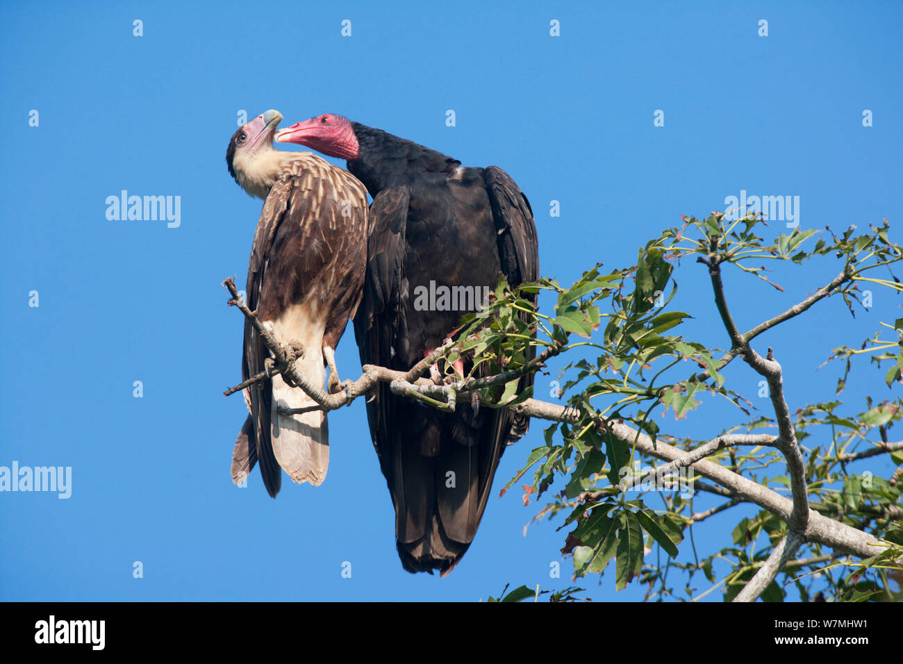 Turkey Vulture (Cathartes aura) interacting with Crested Caracara (Caracara plancus). Maria Madre Island, Islas Marias Biosphere Reserve, Sea of Cortez (Gulf of California), Mexico, September. Stock Photo