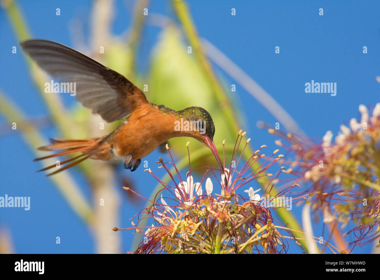 Cinnamon Hummingbird (Amazilia rutila graysoni) feeding at flower. Maria Madre Island, Islas Marias Biosphere Reserve, Sea of Cortez (Gulf of California), Mexico, June. Stock Photo