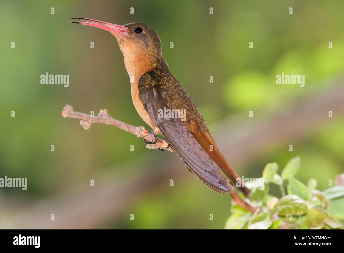 Cinnamon Hummingbird (Amazilia rutila graysoni). Maria Madre Island, Islas Marias Biosphere Reserve, Sea of Cortez (Gulf of California), Mexico, June. Stock Photo