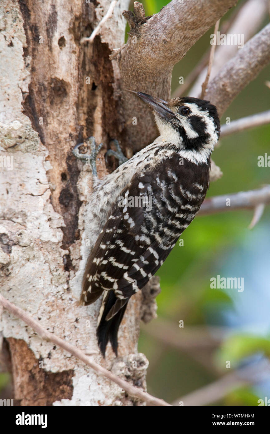 Ladder-backed Woodpecker (Picoides scalaris) foraging on trunk. Maria Madre Island, Islas Marias Biosphere Reserve, Sea of Cortez (Gulf of California), Mexico, July. Stock Photo
