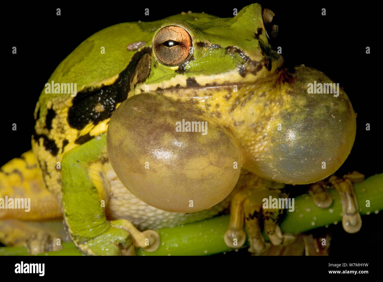 Common Mexican Treefrog (Smilisca baudinii) calling with inflated throat sacs. Maria Madre Island, Islas Marias Biosphere Reserve, Sea of Cortez (Gulf of California), Mexico, August. Stock Photo
