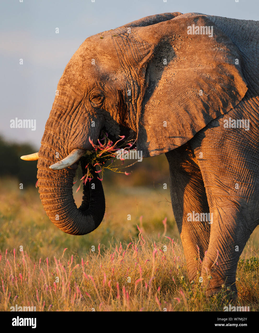 African elephant (Loxodonta africana) feeding, Etosha National Park, Namibia Stock Photo