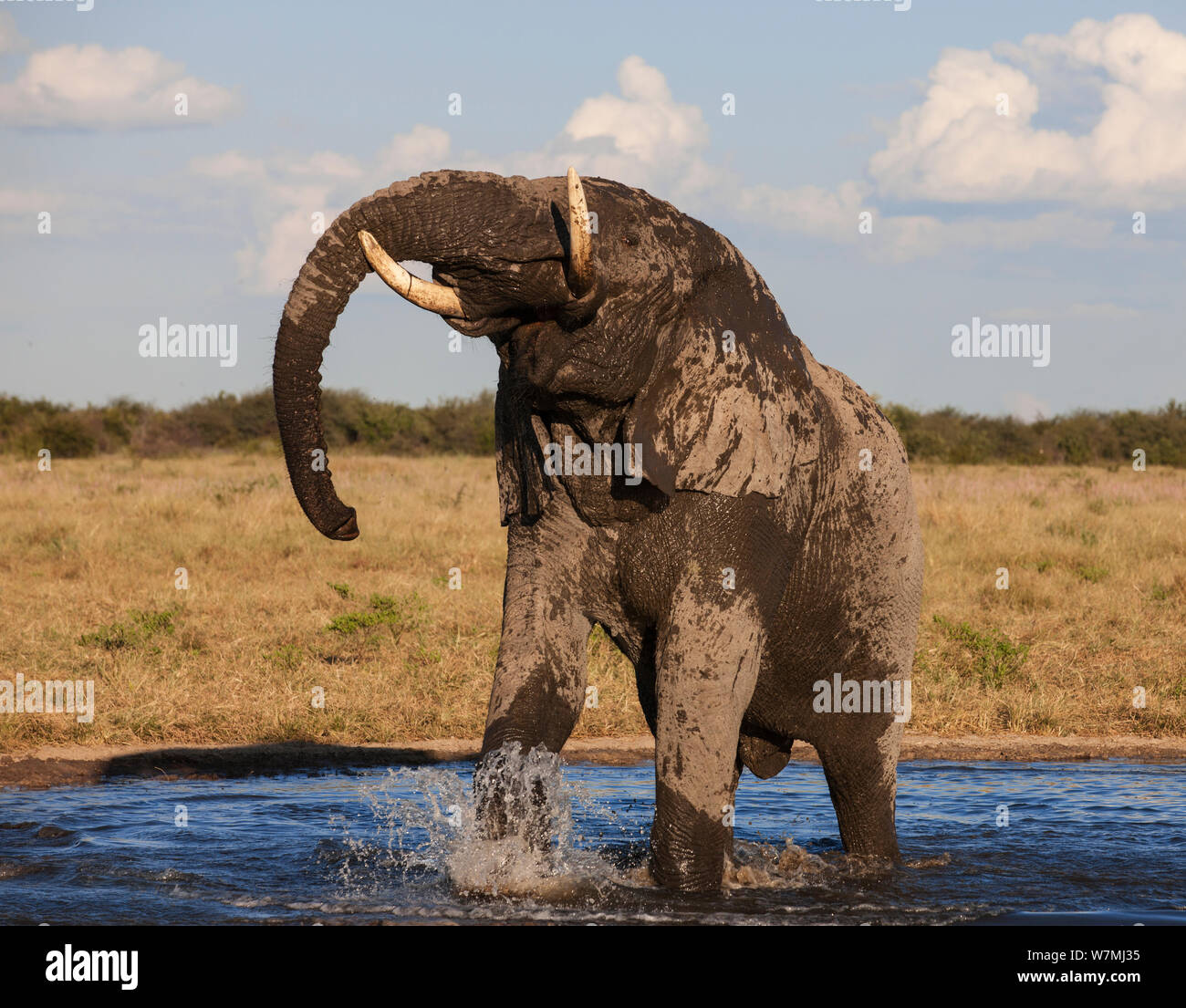 African elephant (Loxodonta africana) drinking at waterhole, Etosha National Park, Namibia Stock Photo