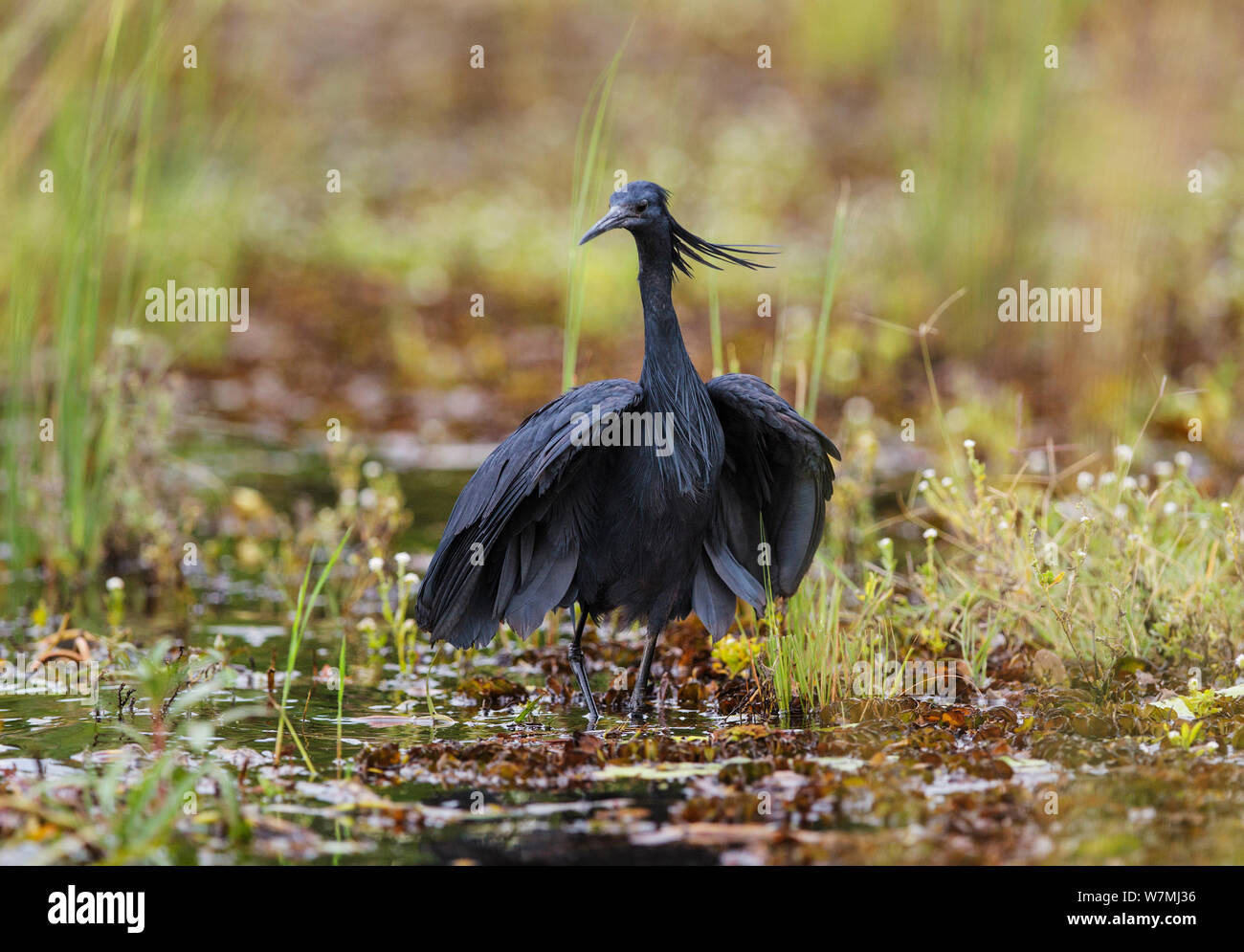 Black heron / egret (Hydranassa / Egretta ardesiaca) Chobe National Park, Botswana Stock Photo