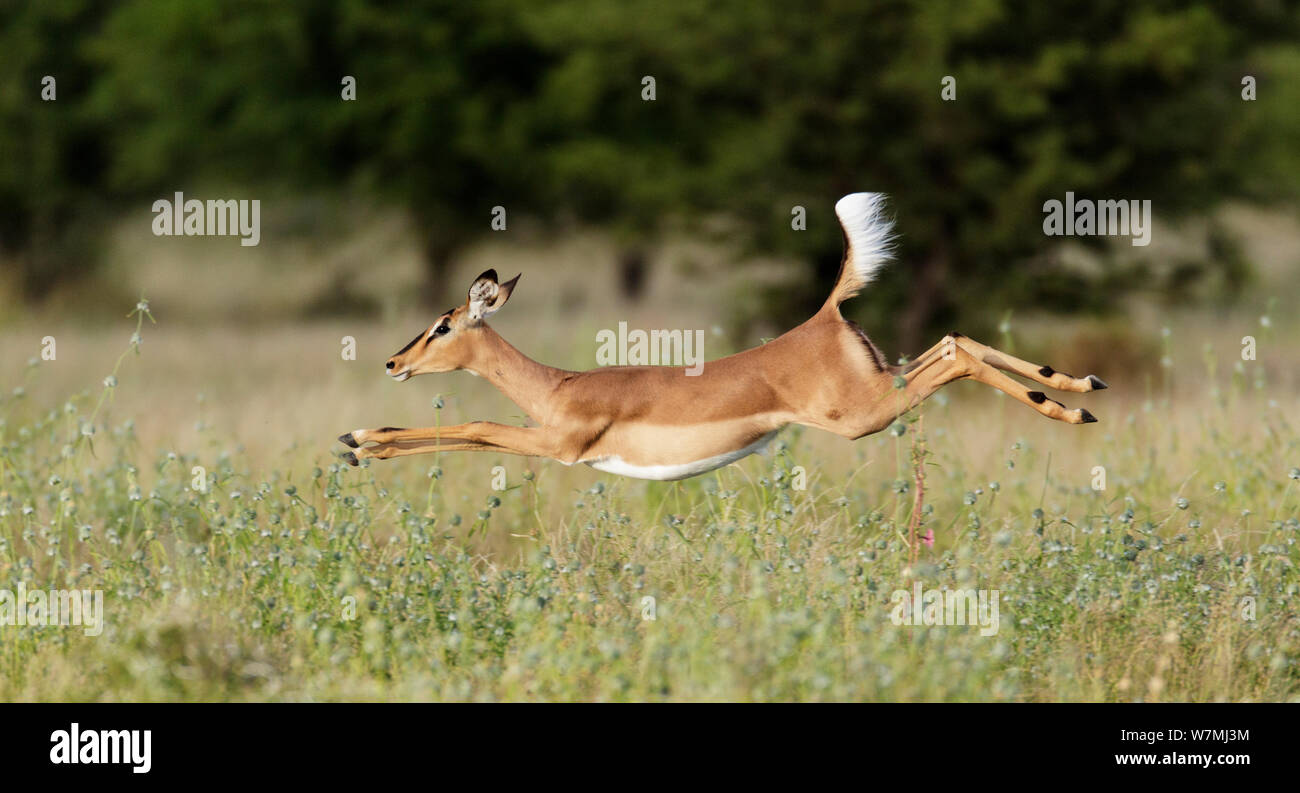 Black faced Impala (Aepyceros melamis petersi) female jumping, Etosha National Park, Namibia Stock Photo