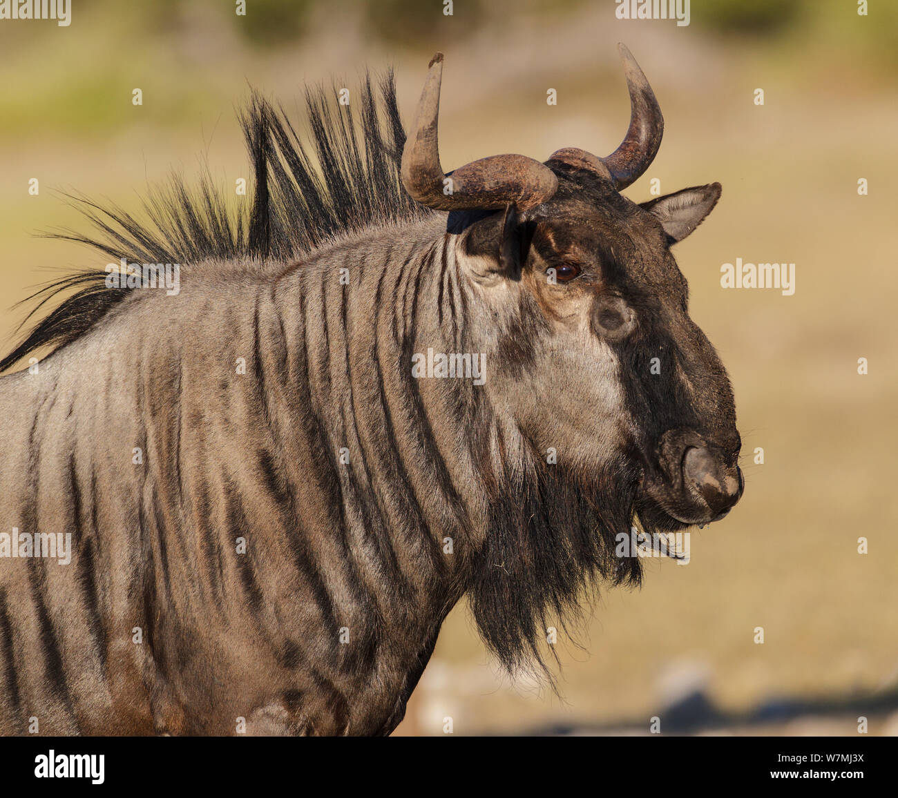 Wildebeest (Connochaetes taurinus) profile portrait, Etosha National Park, Namibia Stock Photo