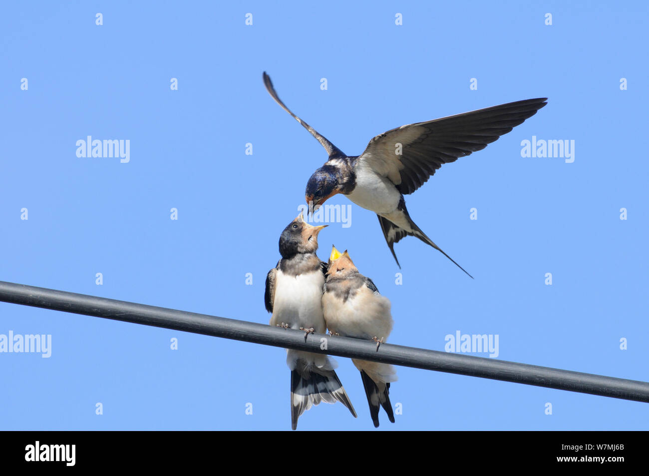 Barn Swallow (Hirundo rustica) feeding begging fledglings on a wire. Perthshire, Scotland, September. Stock Photo