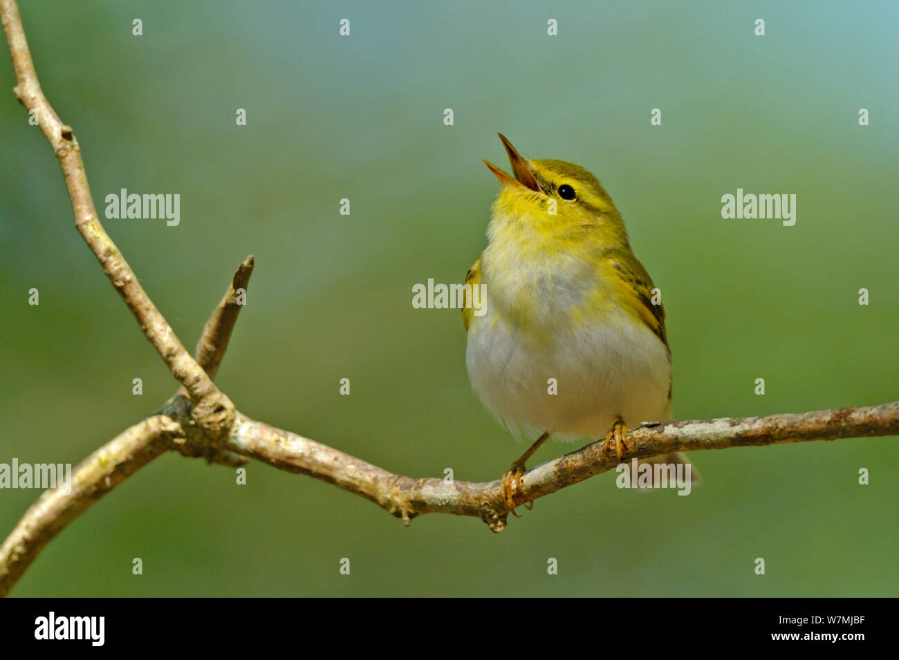 Wood Warbler (Phylloscopus sibilatrix) singing from perch. Wales, April. Stock Photo