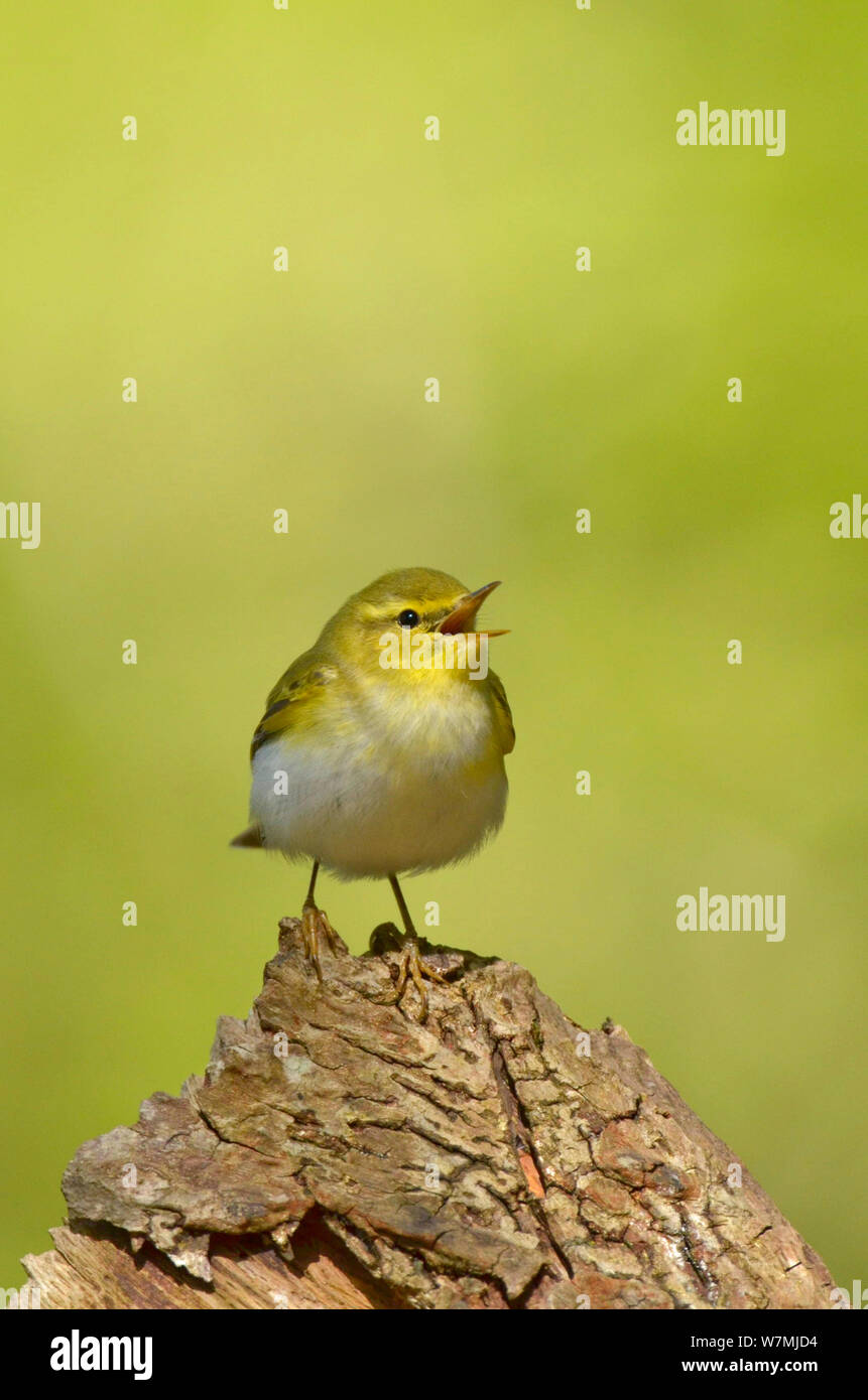 Wood Warbler (Phylloscopus sibilatrix) singing from stump. Wales, April. Stock Photo