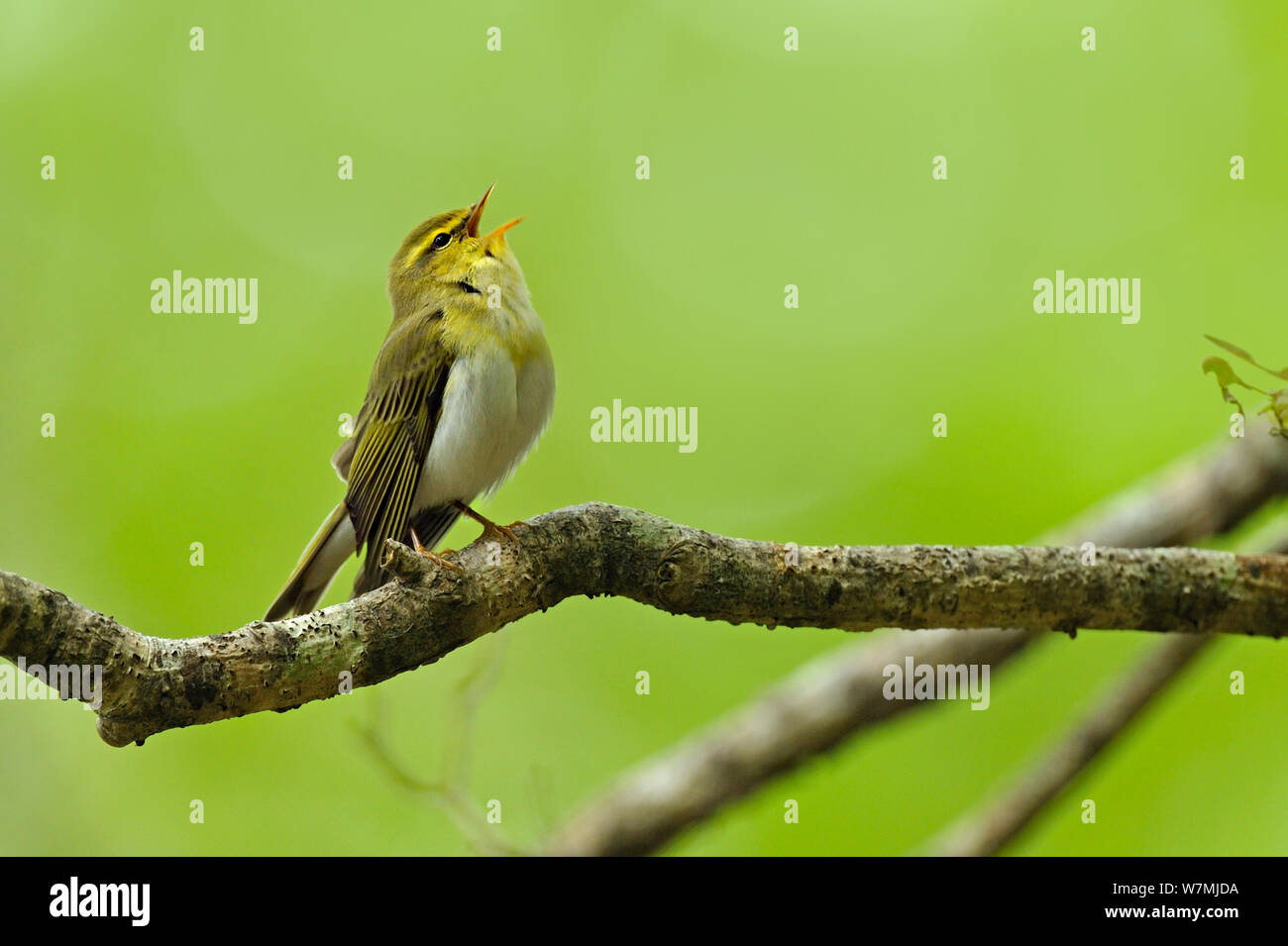 Wood Warbler (Phylloscopus sibilatrix) singing from perch. Wales, May. Stock Photo