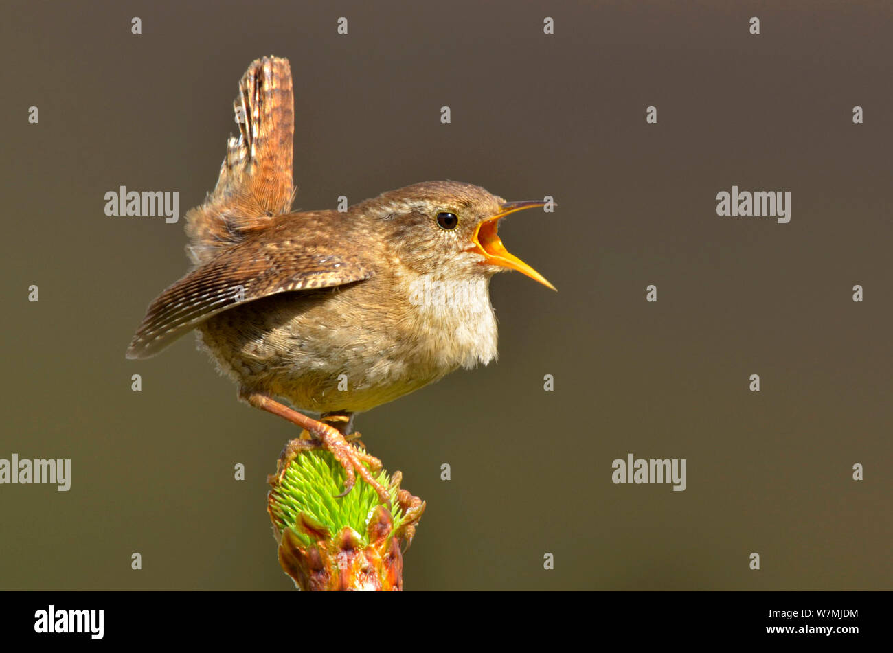 Wren (Troglodytes troglodytes) singing with tail cocked from new pine growth. Wales, May. Stock Photo