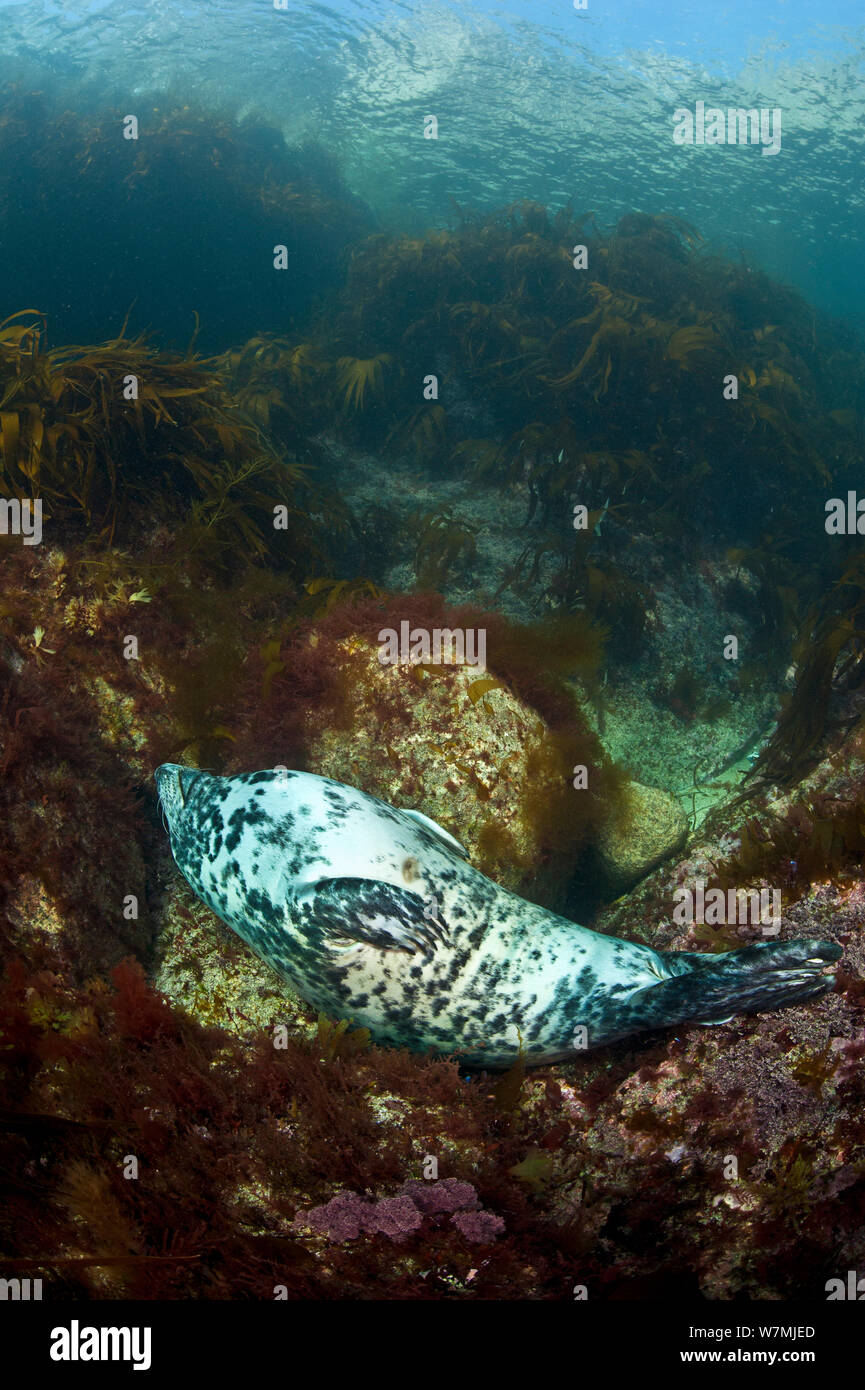 Female Grey seal (Halichoerus grypus) sleeping on her back on seabed on a bed of boulders and seaweeds, Lundy Island, Devon, UK, Bristol Channel, June Stock Photo