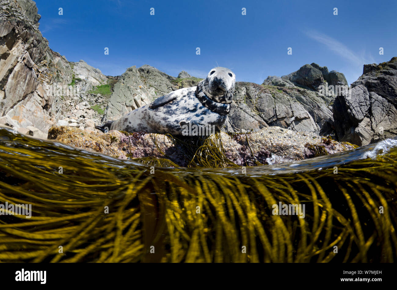 Female Grey seal (Halichoerus grypus) hauled out onto rocks at the base of cliffs, above Thongweed  / Spaghetti seaweed (Himanthalia elongata). This female has some fishing line wrapped around her neck. Lundy Island, Devon, UK, English Channel, June Stock Photo