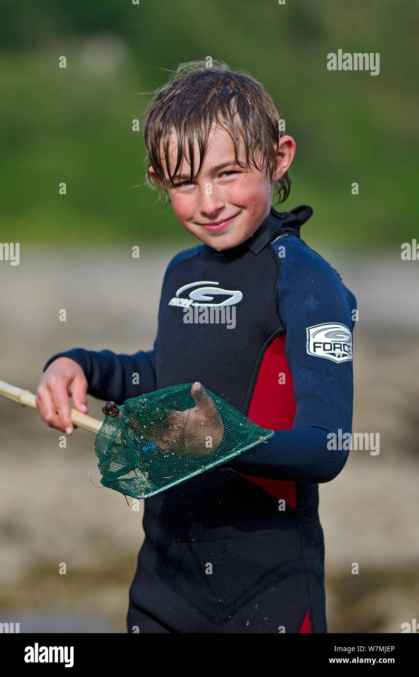 Boy showing his finds from rockpooling. Falmouth, Cornwall, England, UK, July. Model released. Stock Photo