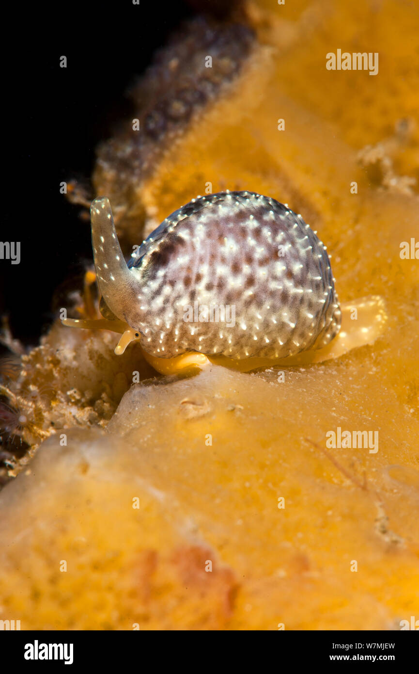 European cowrie (Trivia monacha) crawling over orange sponges searching for its prey of tunicates / seasquirts. Selsey, West Sussex, England, UK, English Channel, May. Stock Photo