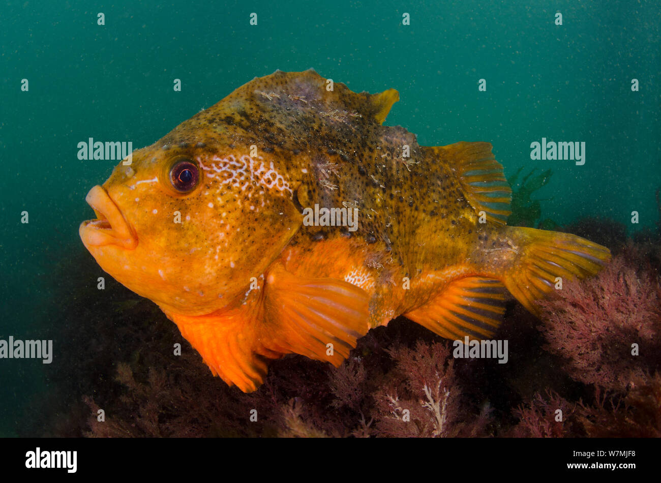 Lumpsucker (Cyclopterus lumpus) male in shallow water guarding eggs beneath Swanage Pier, Dorset, England, UK, English Channel, May Stock Photo