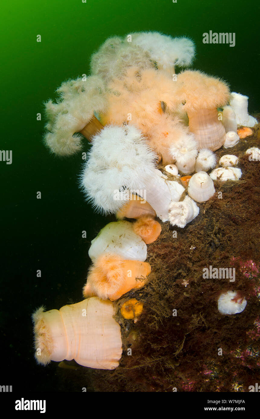 Short plumose anemones (Metridium senile) on wall of a sealoch, this species favours areas of strong current, both white and orange forms, Loch Long, Argyll and Bute, Scotland, UK, June Stock Photo