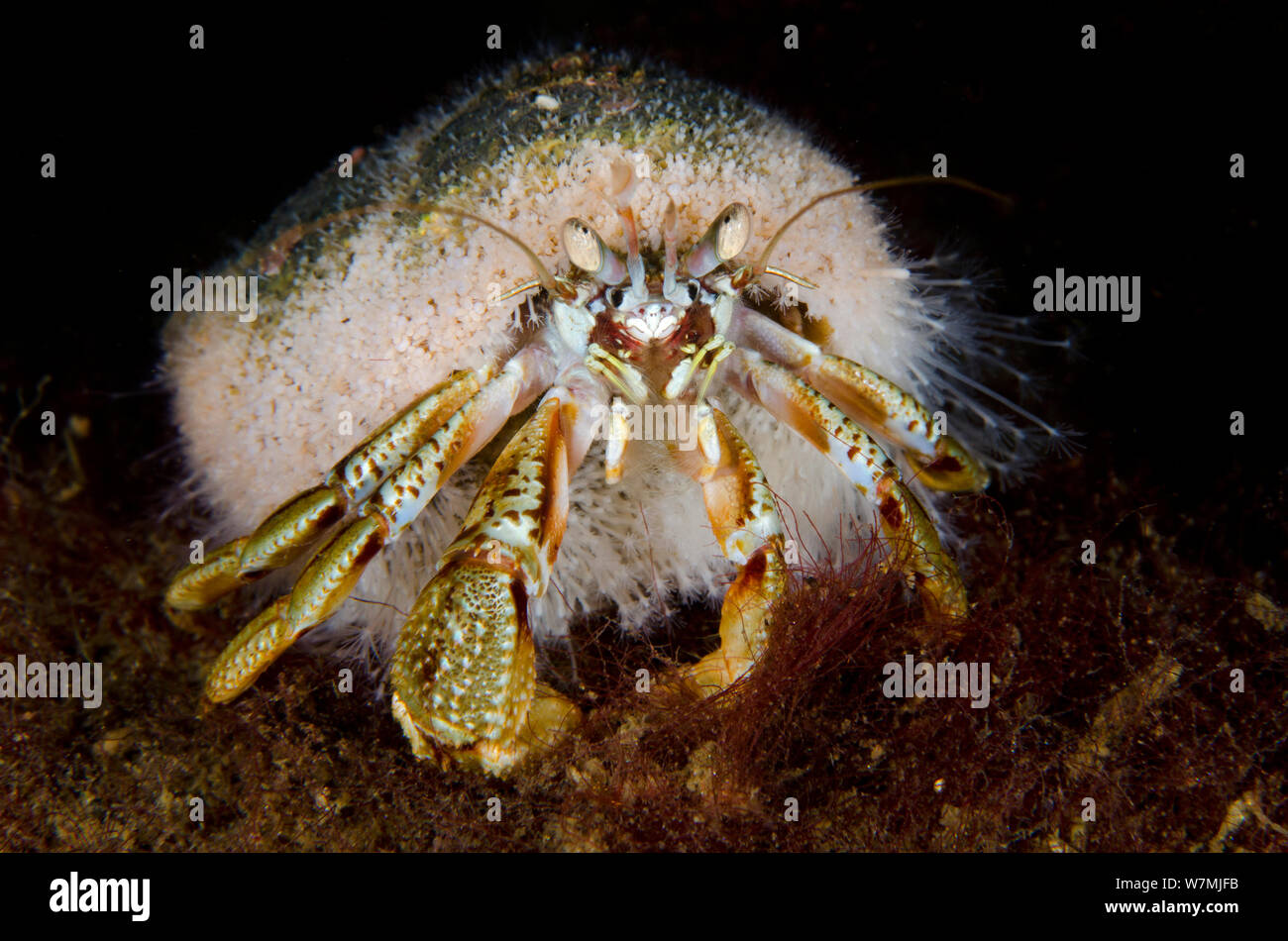Common hermit crab (Pagurus bernhardus) in a mollusc shell covered in the hydroid (Hydractinia echinata) which lives only on the shells of hermit crabs. Loch Fyne, Argyll and Bute, Scotland, UK, May Stock Photo