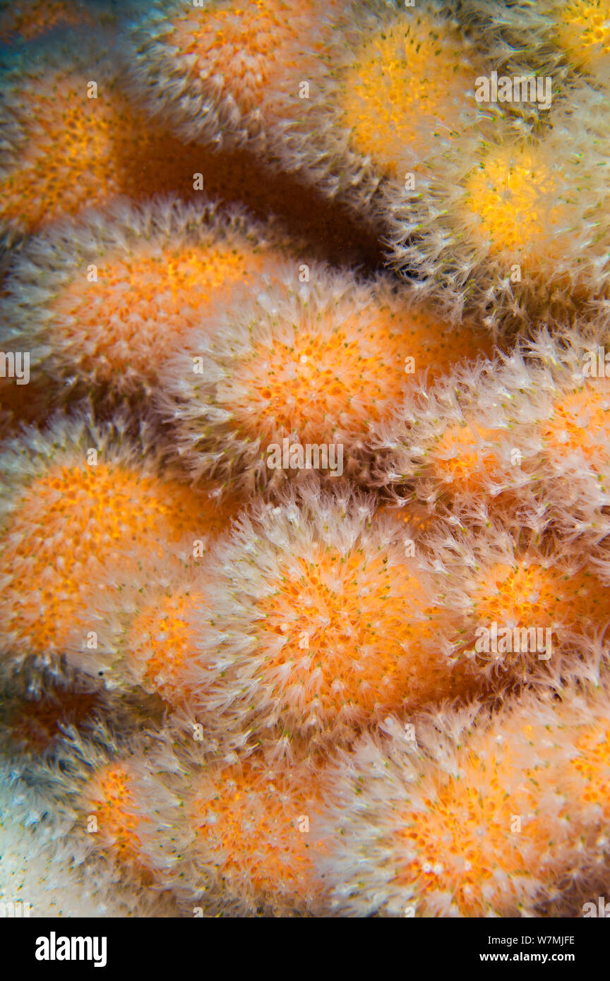 Dead man's fingers soft coral (Alcyonium digitatum) St Abbs Marine Reserve, Berwickshire, Scotland, UK, North Sea, June. Stock Photo