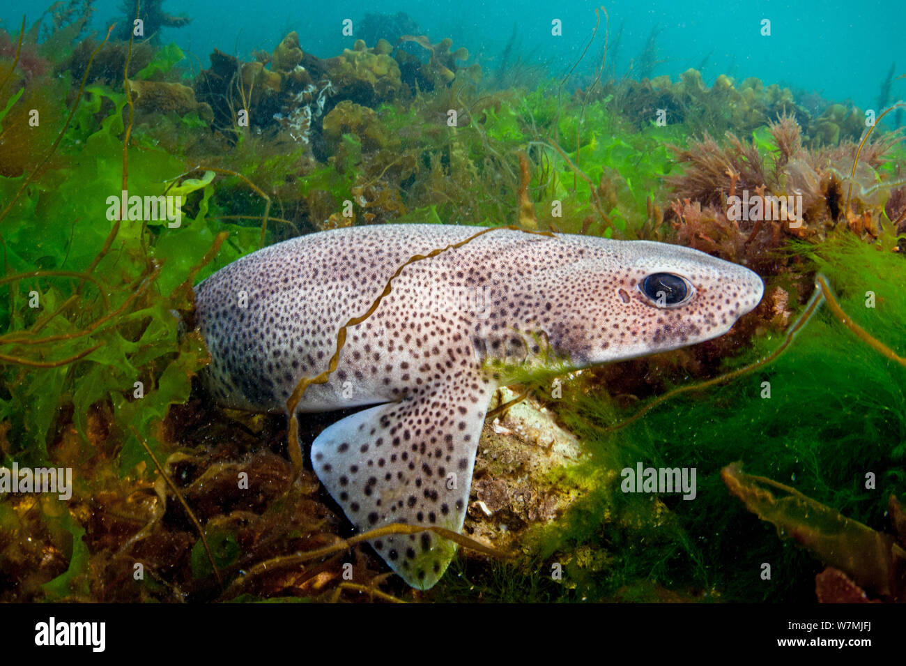 Lesser spotted catshark / dogfish (Scyliorhinus canicula) hiding amongst sea weeds, Babbacombe Bay, Devon, England, UK, English Channel, April Stock Photo