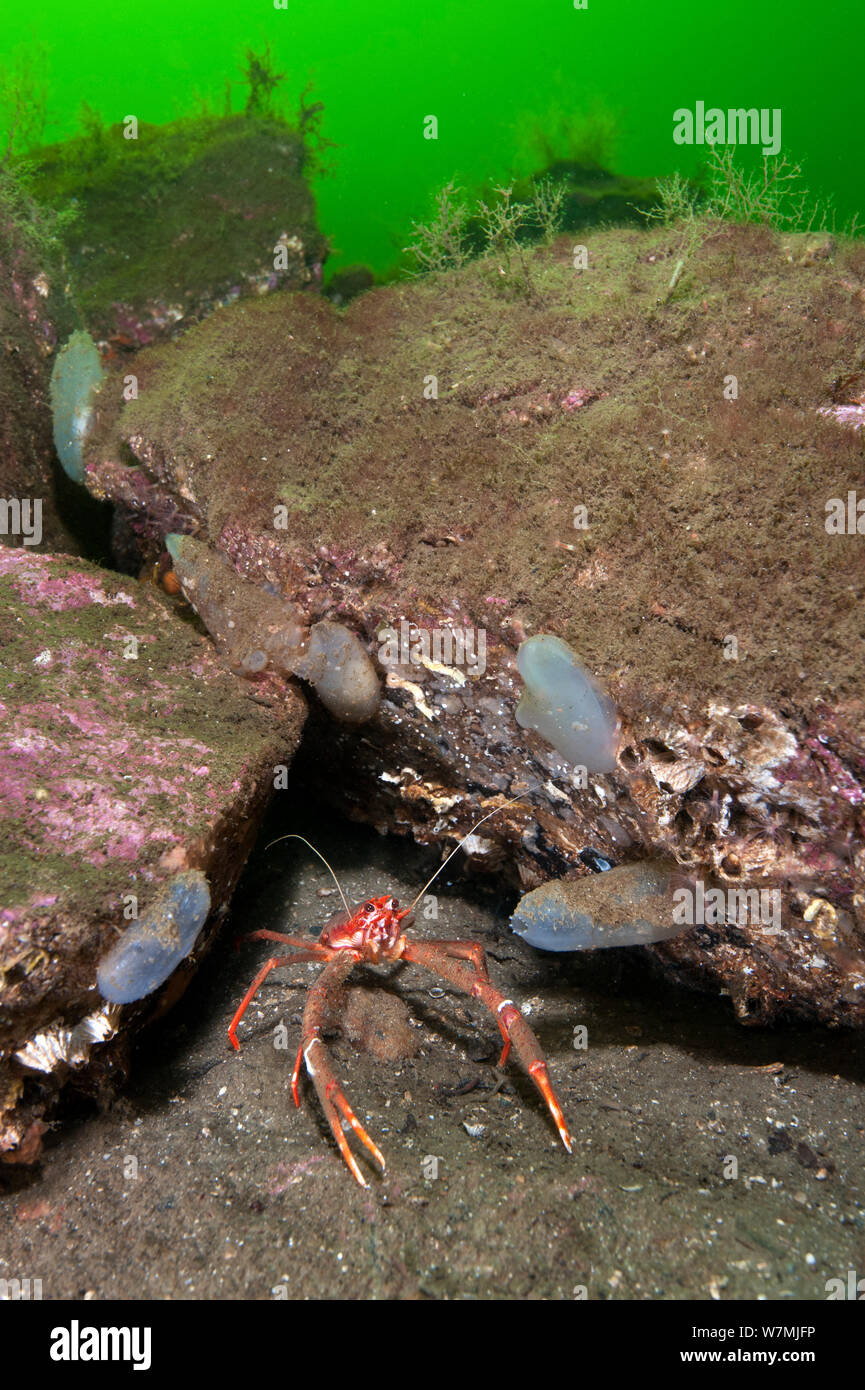 Long-clawed squat lobster (Munida rugosa) near its home beneath boulders, colonised by Tunicates / Seasquirts (Ascidiella aspersa) and other marine life, typical Scottish sea loch habitat, Loch Fyne, Argyll and Bute, Scotland, UK, April Stock Photo