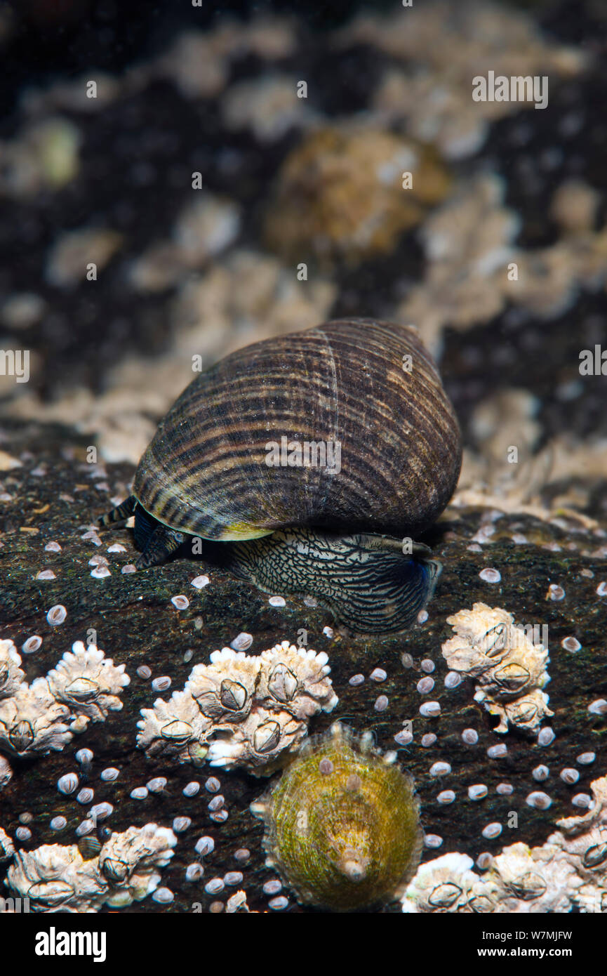 Common edible periwinkle (Littorina littorea) on submerged rocks covered in barnacles and limpets. This species in an important herbivore in this habitat. Note that eyes are visible in this photo. Loch Carron, West Coast of Scotland, UK, June Stock Photo