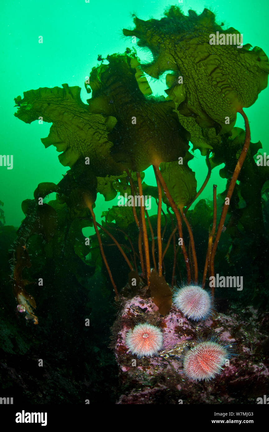 Common sea urchins (Echinus esculentus) beneath a stand of kelp, Shetland Islands, Scotland, UK, North East Atlantic Ocean, April Stock Photo