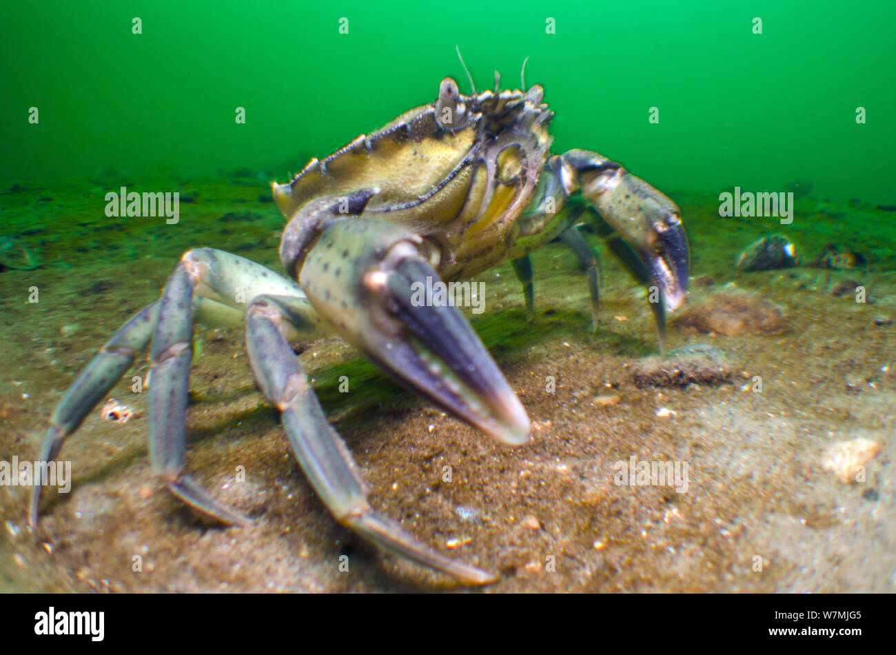 Common shore crab (Carcinus maenas) on sandy bottom of a Scottish sea loch, Loch Long, Argyll and Bute, Scotland, UK, April Stock Photo