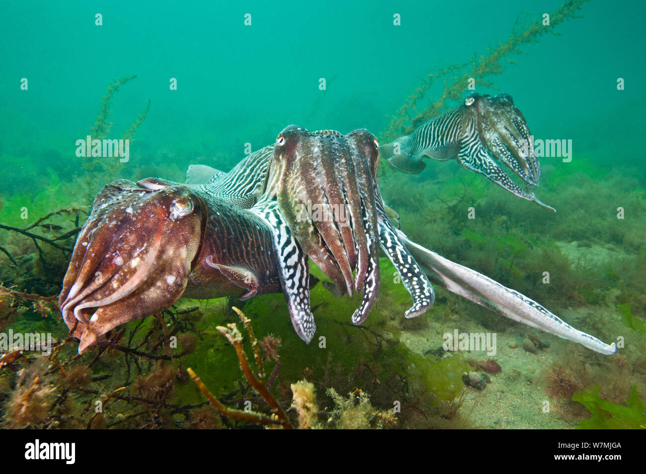 Common cuttlefish (Sepia officinalis) male closely guarding his female mate caressing her with his tentacles as he displays to a rival male in the background and  extending one of his tentacles. Babbacombe, Devon, UK, English Channel, May Stock Photo
