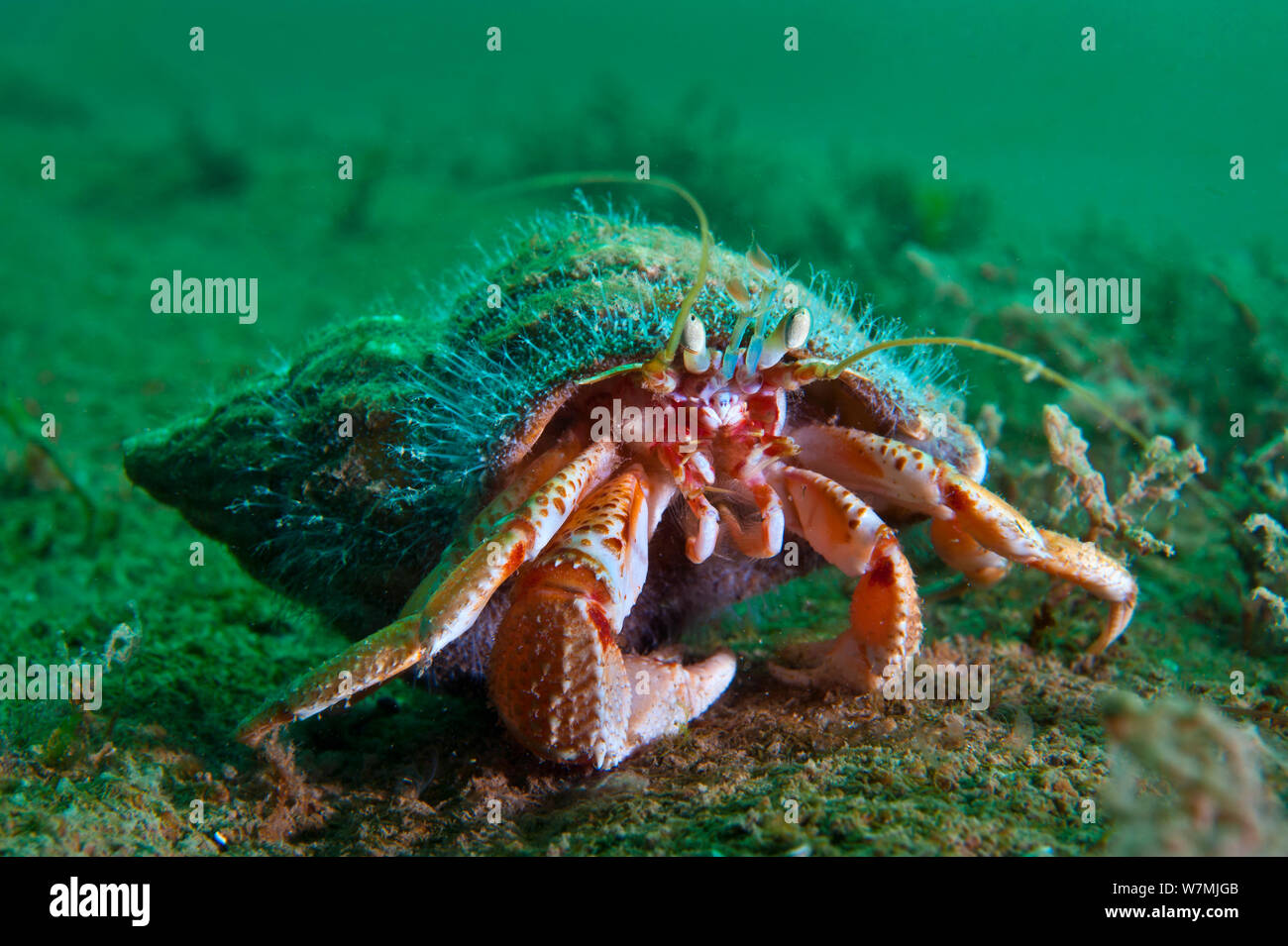 Common hermit crab (Pagurus bernhardus) in mollusc shell covered with the hydroid (Hydractinia echinata), which lives only on the shells of hermit crabs. Loch Long, Scotland, UK, May Stock Photo