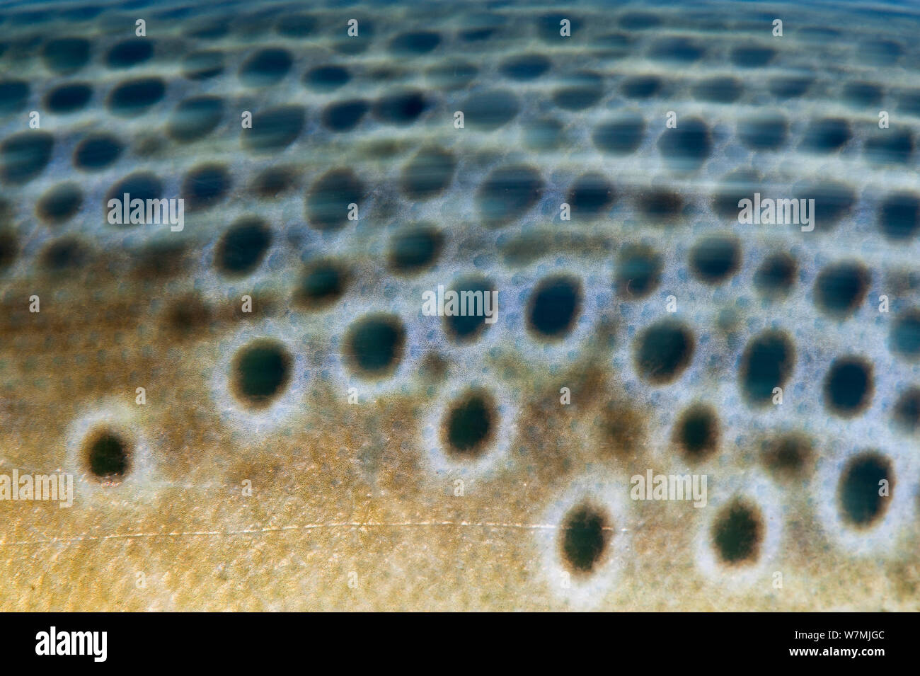 A long exposure of the flank of Brown trout (Salmo trutta) Capernwray, Lancashire, UK, August. Stock Photo