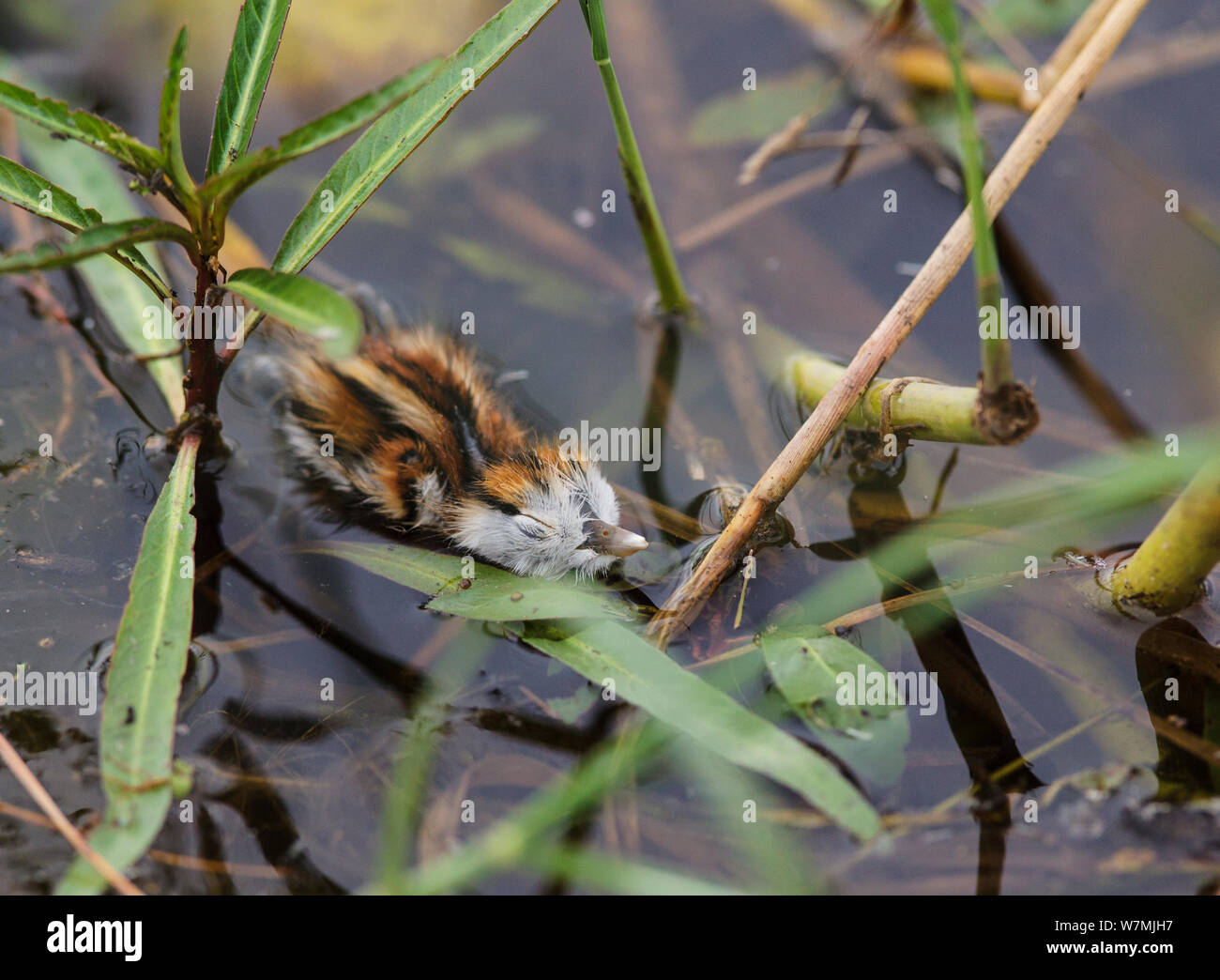 African jacana babies hi-res stock photography and images - Alamy