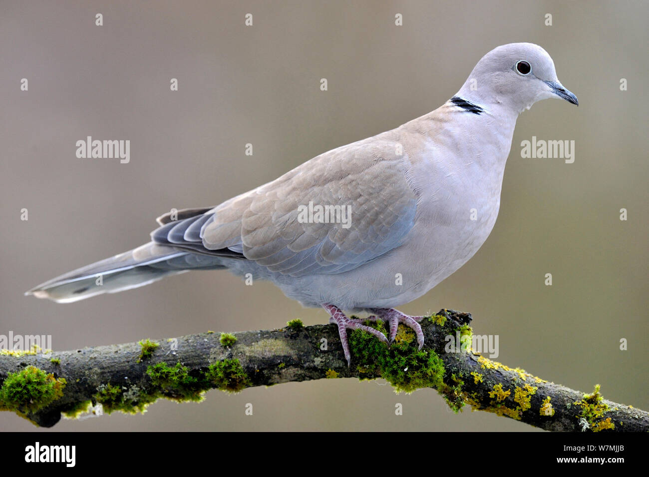 Collared dove (Streptopelia decaocto) perched on mossy branch, Lorraine